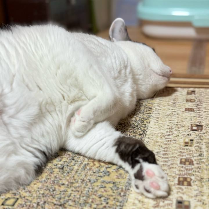 2409129d 513a 4e71 963e c871879a59dd 1754186943480