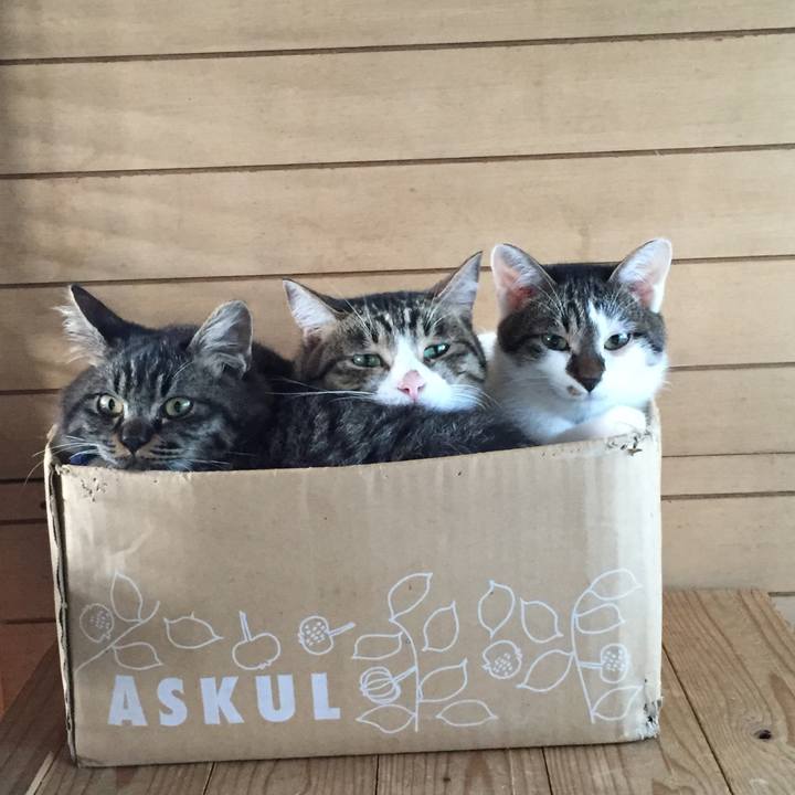 240b1eb6 9163 4105 a361 affb1bff5ec4 1539040293830