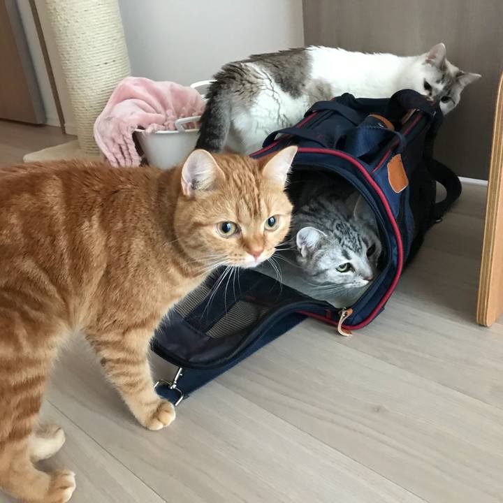 240e3ab7 29dc 4b74 a109 7d7e046e7f9c 1512260249019