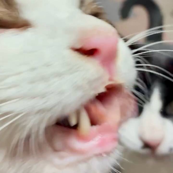 240eb2af 3ab8 44c0 bf4b 90566a0b9e3c 1756894063381