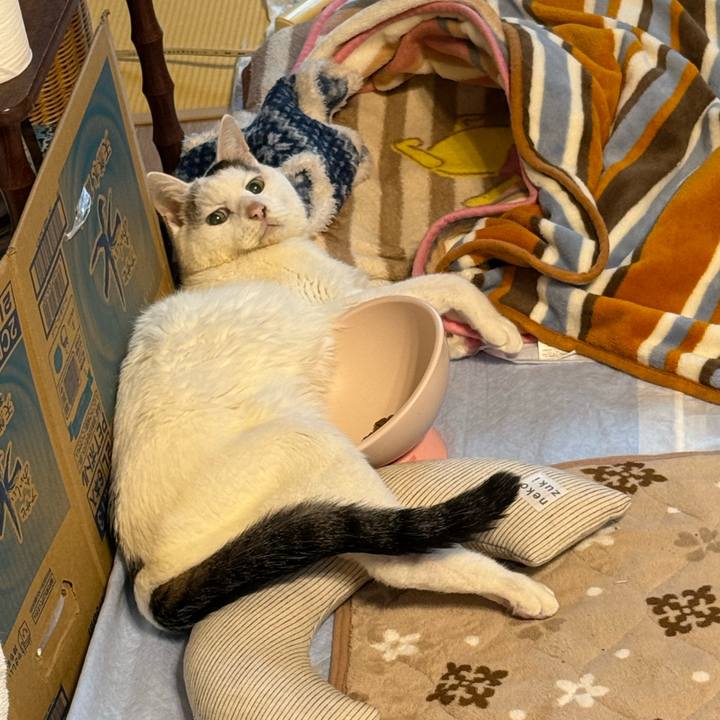 240f398a b31e 4872 b160 bae99f7699a2 1763867122978