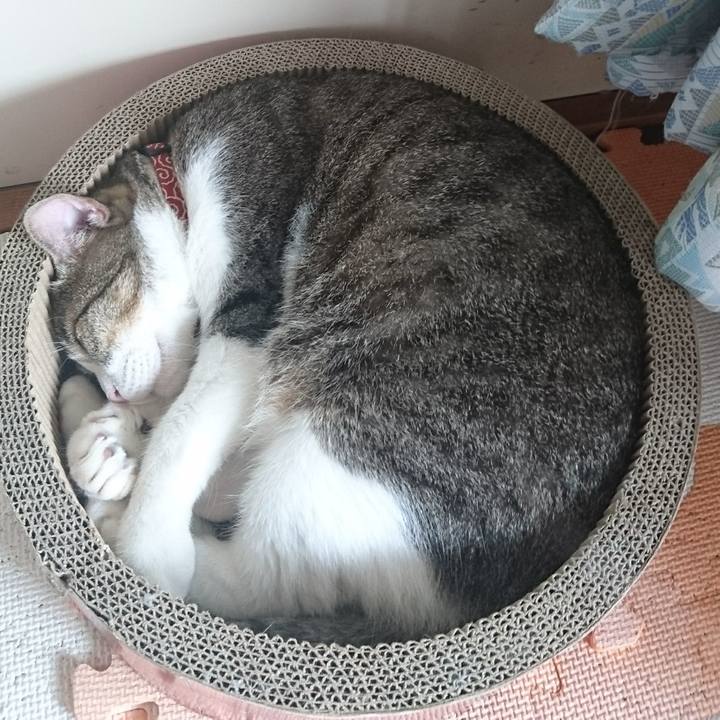 241101f6 42d9 45d1 ba93 303ac0410d64 1535946636140