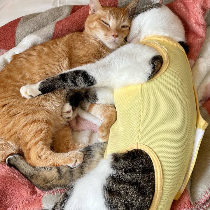 24115870 bfd4 40e1 9a5b 939c7911fd21 1774674602465