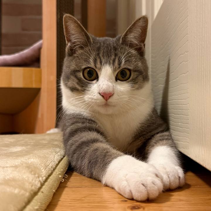 2411e2e7 e7db 4154 9415 ee71e5375201 1765959016211