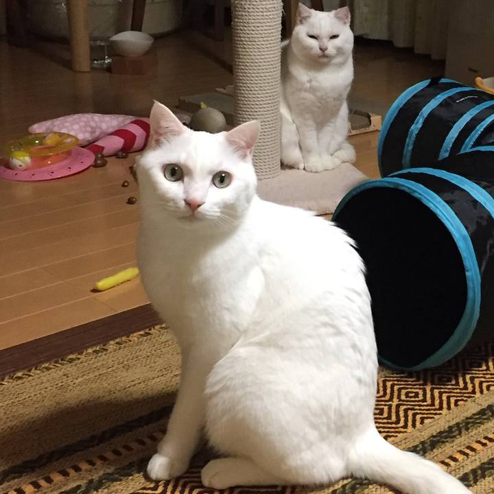 241696ef 8c47 4e28 ba76 16fac36045a9 1511426606392