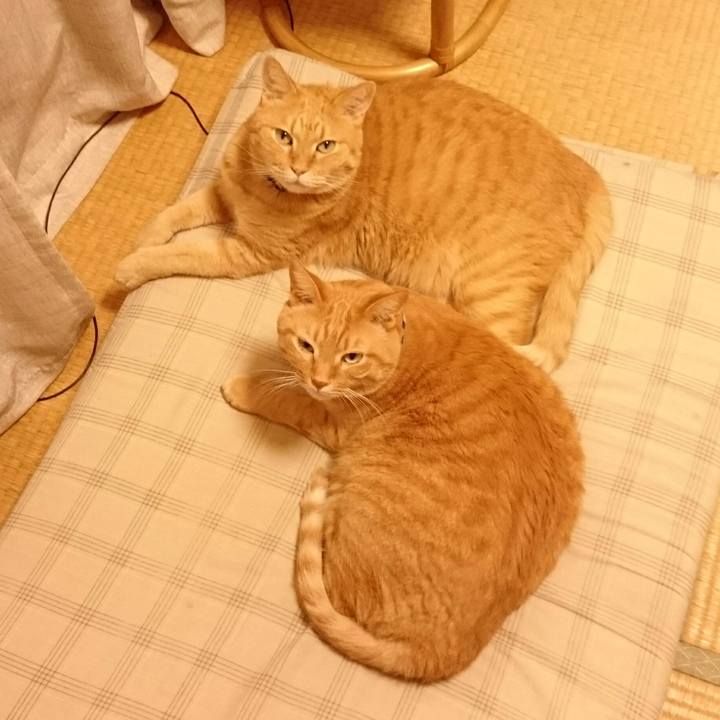 241a05b6 8e55 4c0c b351 ed75462437e1 1535704229899