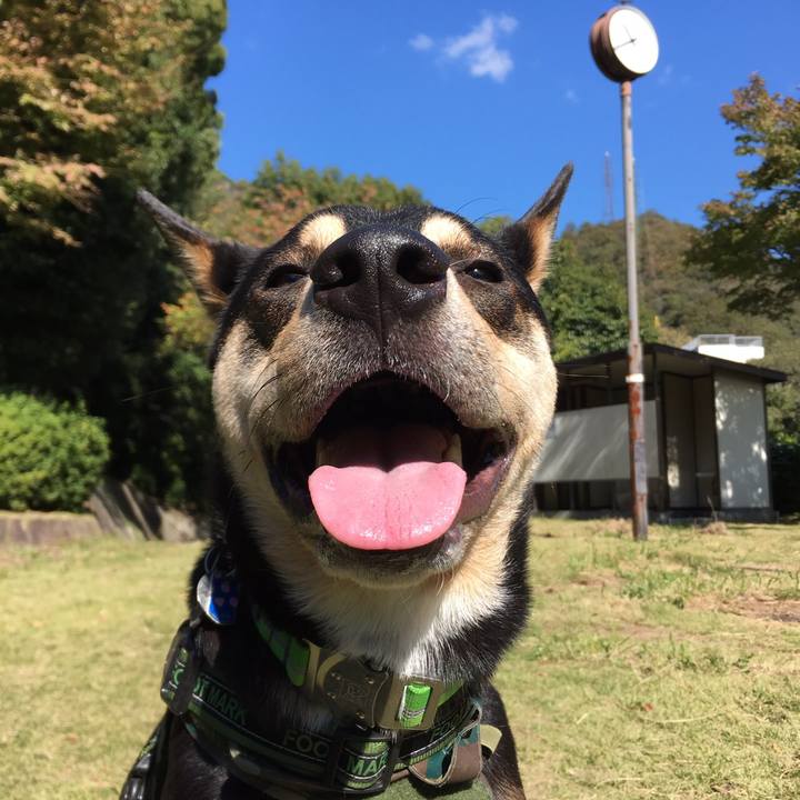 241b6876 6e99 4ec0 87be ab1b04969c71 1541220687058