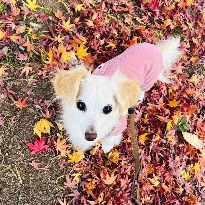 241b7ff6 ea8c 4ab9 8f32 caa385b413e1 1734170322894