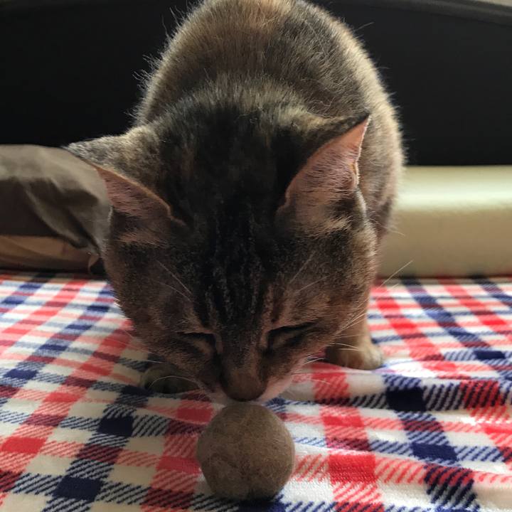 241bfac6 6b4e 45d4 894c 5f5944486b34 1525480031896