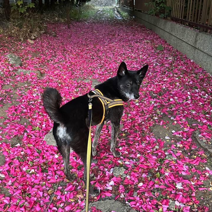 241ceab9 747c 4341 9a14 39c5adcb111a 1766997026009