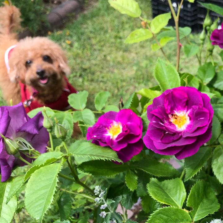 241e3b2c de33 41f1 be48 3fa22a4c4309 1559370621910