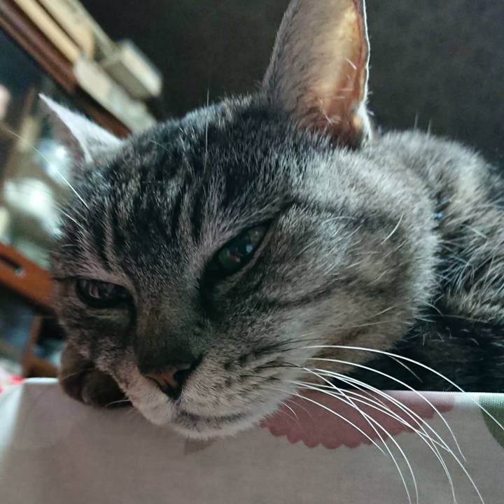 242affcf e3b7 4be1 9c0e fa8603d0fa4e 1551516525194