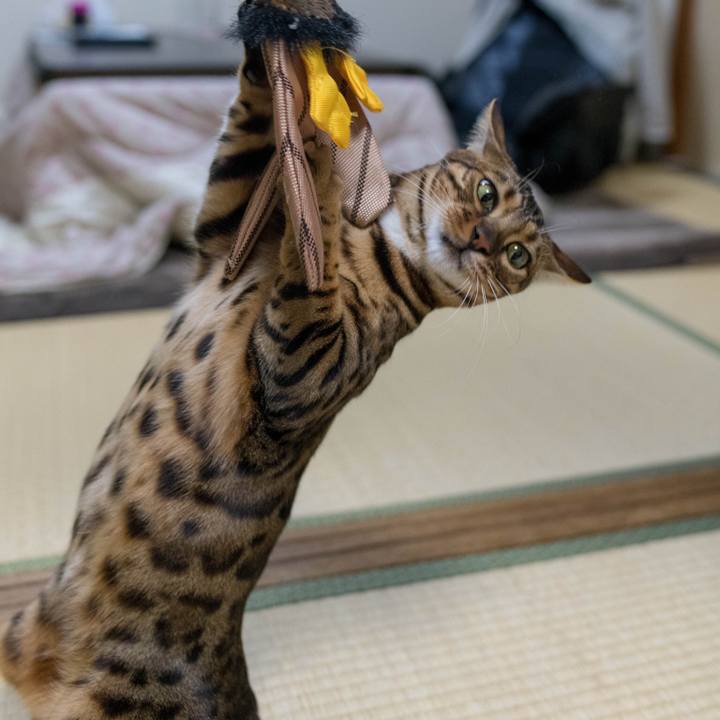 242b966d 96a2 4e52 bd4f 61ebf440796f 1517925305209