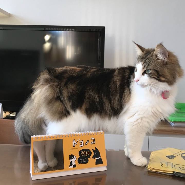 242d4886 2802 45b4 bbe7 55c2ec413528 1514278848628