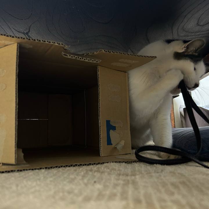 24304793 f4af 4c3b 9108 85459a00fc73 1736426552666