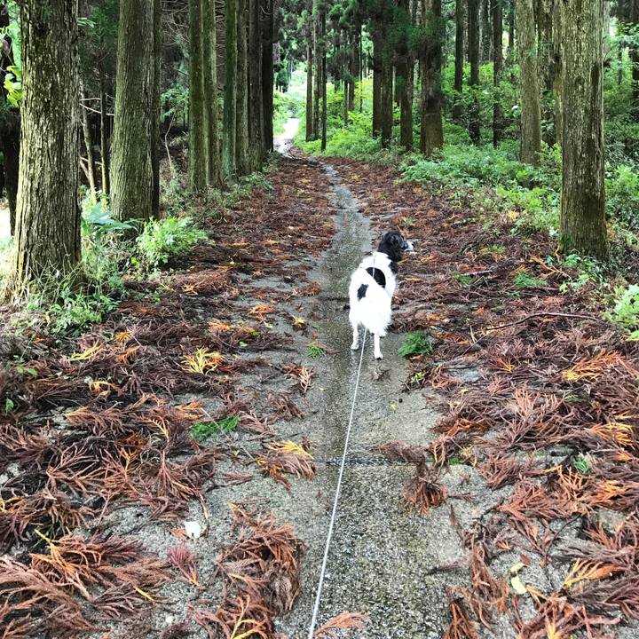 2430c048 aac8 4214 9bd5 5e879e459510 1508736448316