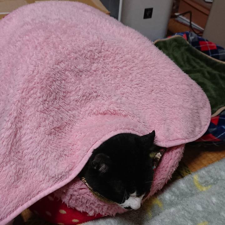 24323175 87fd 4632 80a1 6de55b9294f4 1543149208420