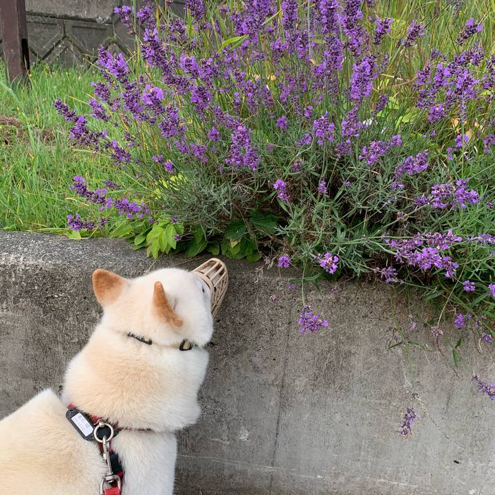 2434fa8e 542d 498f 933c 29020a0ff430 1595796743152