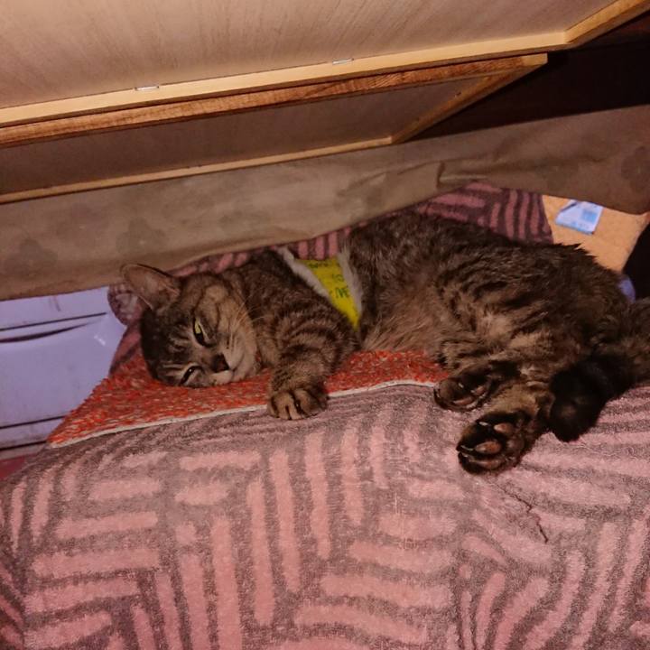 243985fd 331a 430f a4ff 9093351b4bfc 1586421618159