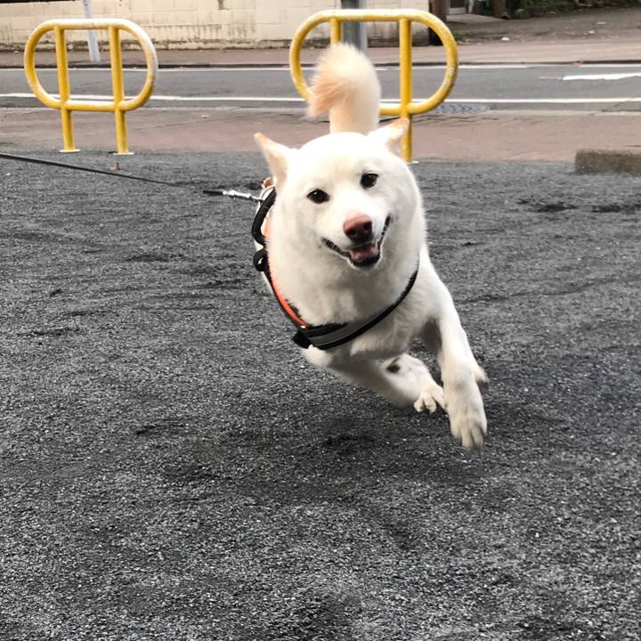 243a365a e48f 479d adee 319a6855e19e 1544341674918