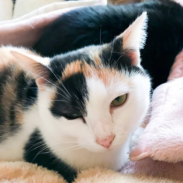 243b1bf7 3625 409c acff a270ac740bf5 1514816615073