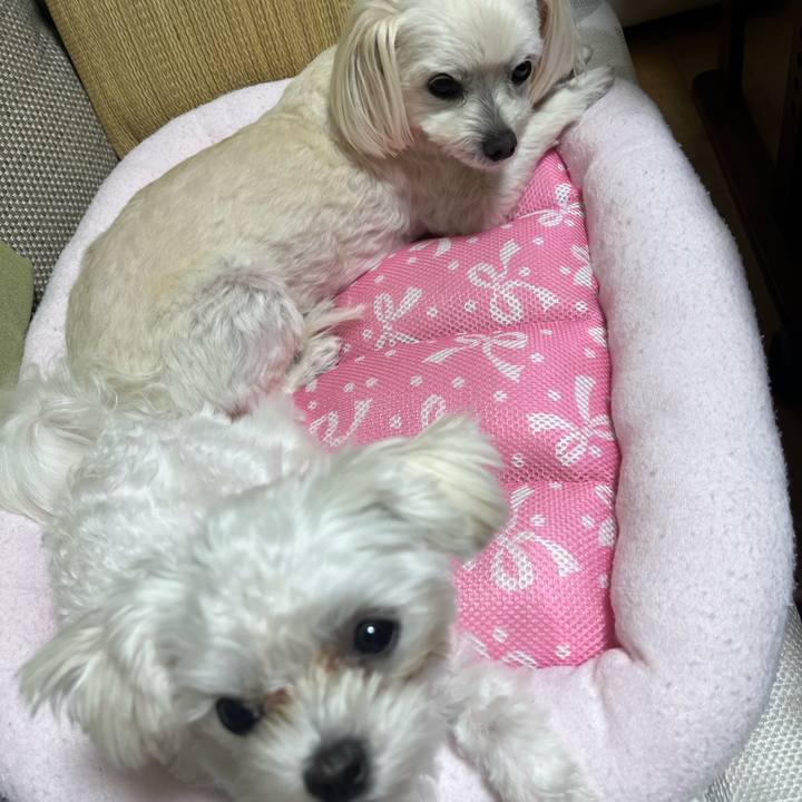 243c9a5f 93e3 4794 b158 a6f8b27cc419 1717500929234