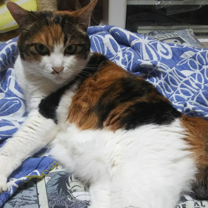 243cdf7d bda3 4b17 a354 e15583ca0a86 1534196730080