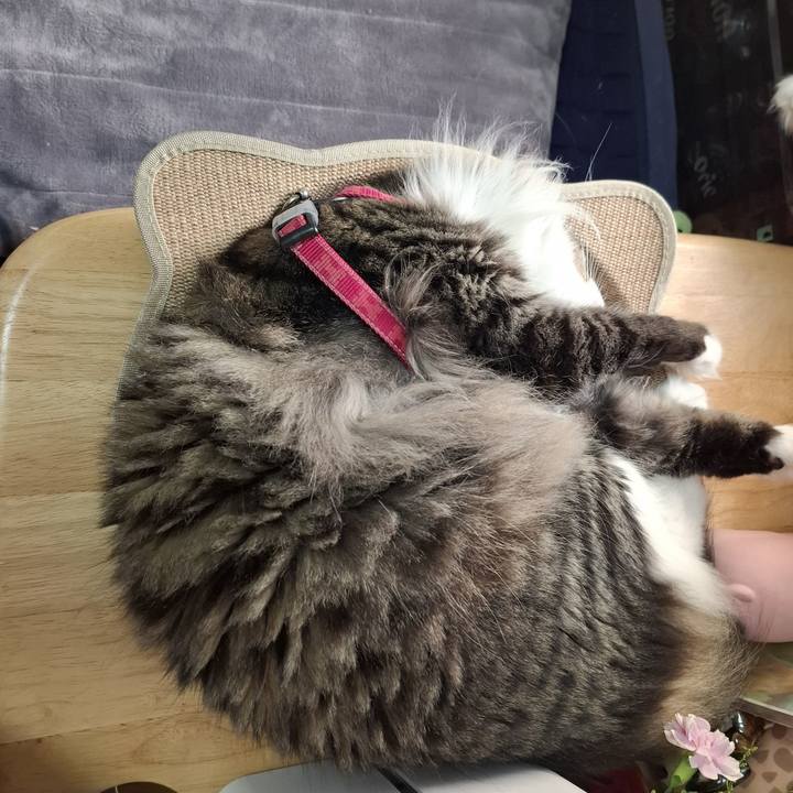 243cf666 8905 4d58 8986 0ea048343c4c 1754394647691