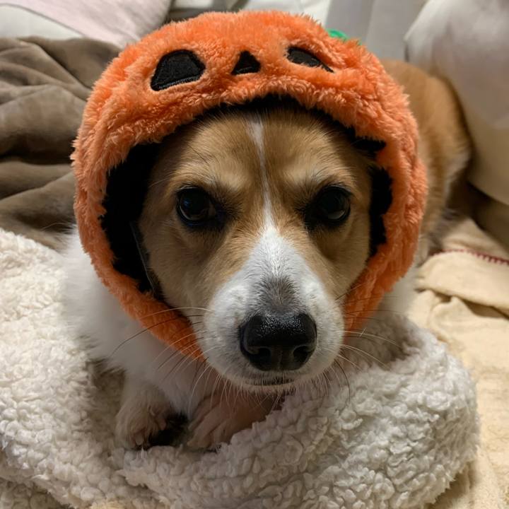 243dbf76 4ec3 4169 9e51 e3852cb76fd3 1604141870750