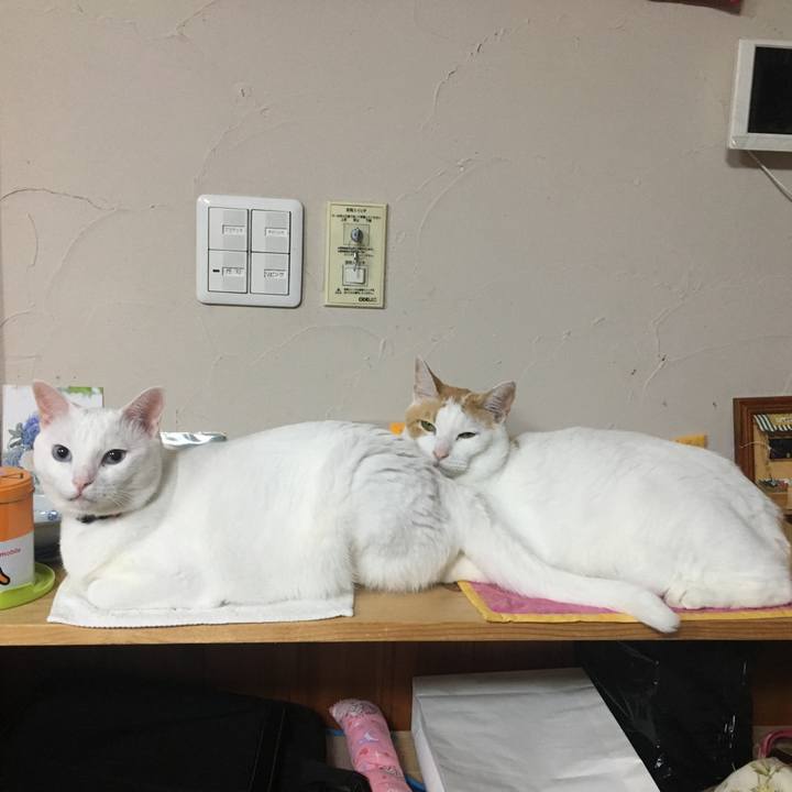 243f9074 ce69 40f3 b829 ffd58b03f378 1531227132695