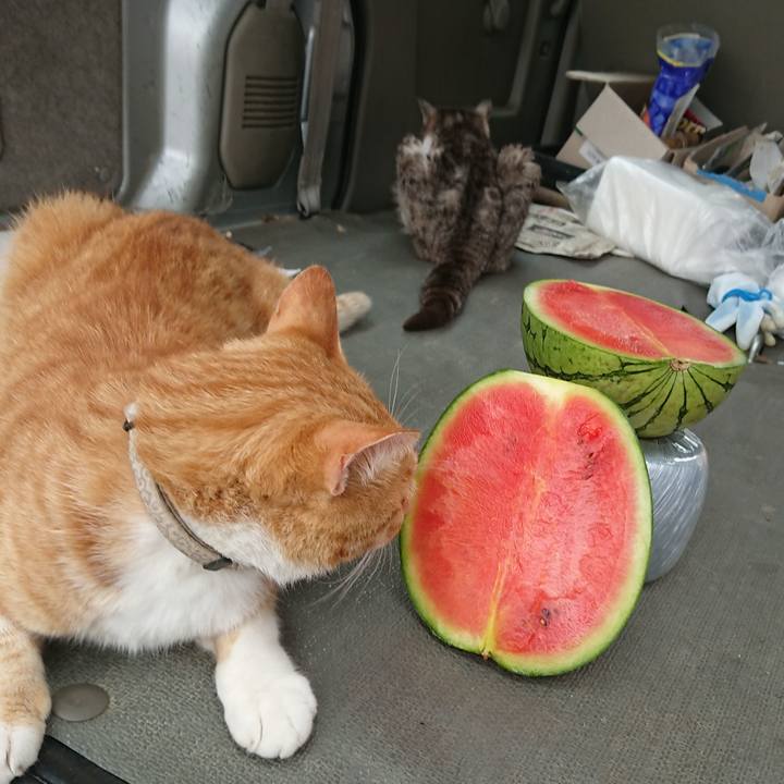 2441ae04 6aa1 48fe 9145 a83fe8e20178 1595743678154