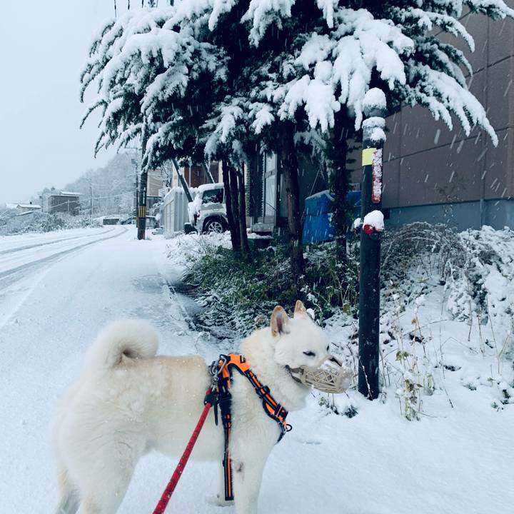 24424bd0 7a9e 4700 8e81 bf2b1a5d6d3f 1637649987295