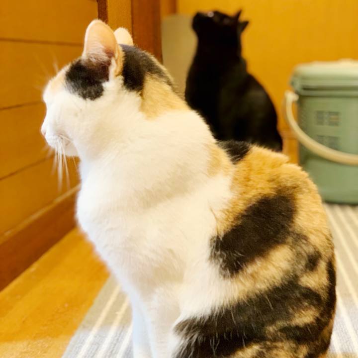 244486cd 2cea 4aaa 8987 003e265187e7 1551923281661