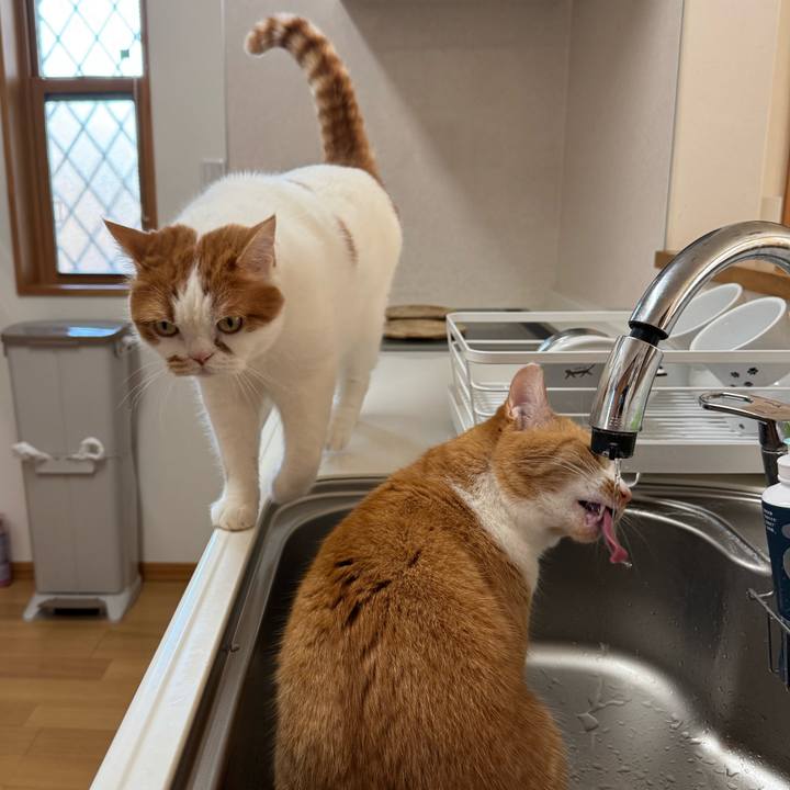 2444c892 770c 44fe a439 b68513f9487e 1768271023808