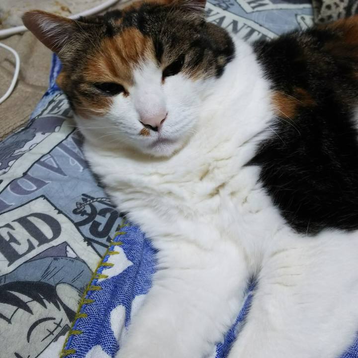 24469511 2f36 445f b728 479b559f2401 1530654111861