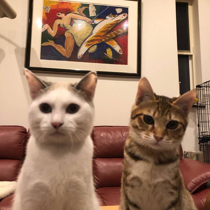 24487b80 75a4 435e a86e ab15659fd960 1549374851878