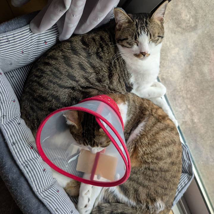 244a32f7 8c19 4a76 8e39 81a959edea80 1764494357134