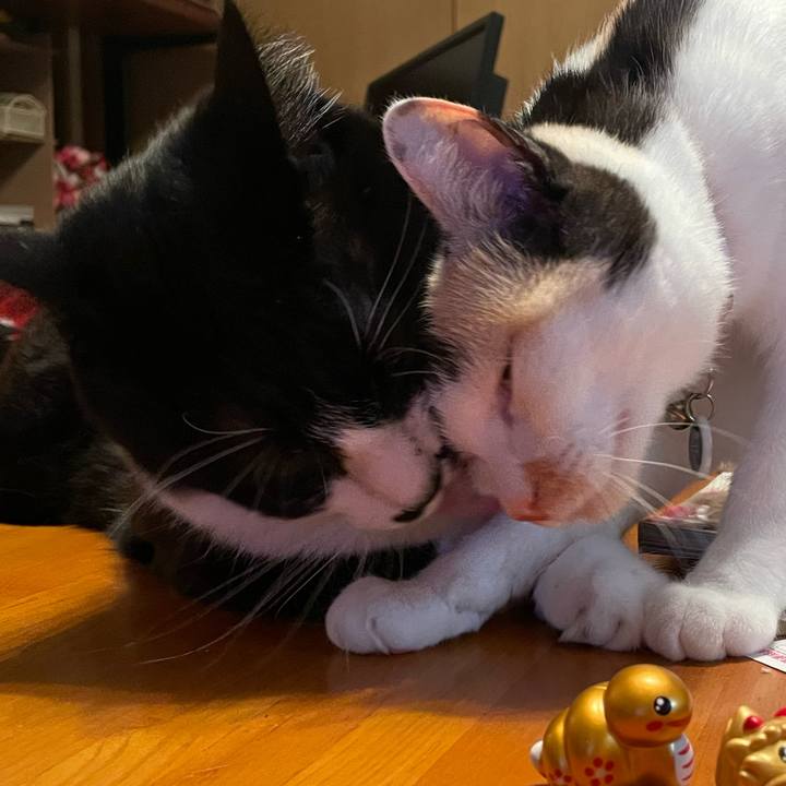 244aa543 d417 424e 896b ee4785866a3a 1739451578873