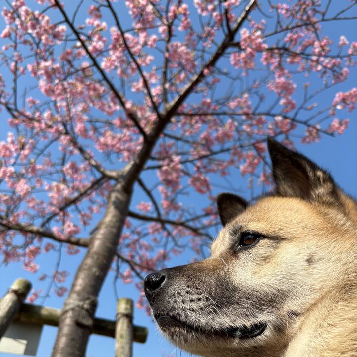 244caa7c 0b52 4c53 be9a 9b27ca9b6598 1742473395275