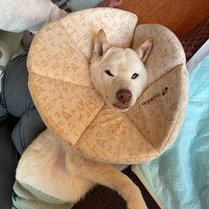 244ce980 5402 45a1 b53a cf97988c24c4 1668508799253