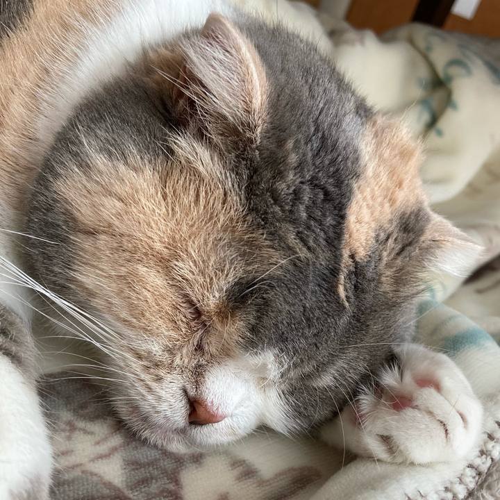 244e3436 29de 49f1 b31a 6a39494f5c5f 1619045978273