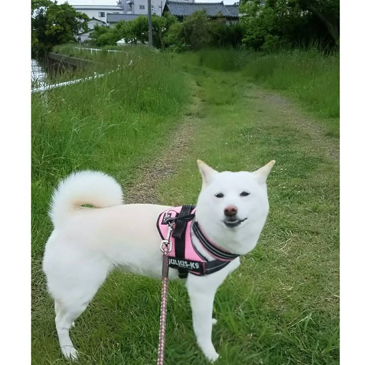 244f2a9d 1069 4cd5 8351 5022feb127e0 1526265838732