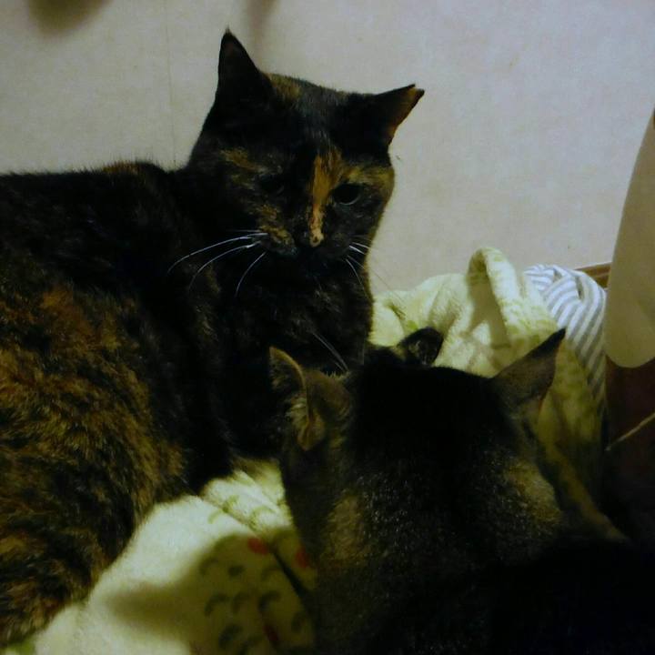 24500835 61a8 43db a037 682b31520874 1558837219758