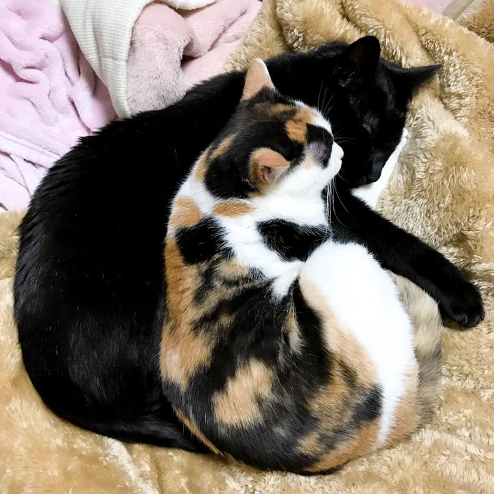 24573afd 98d1 4d87 9031 a6ac92fd9a9e 1516714115968