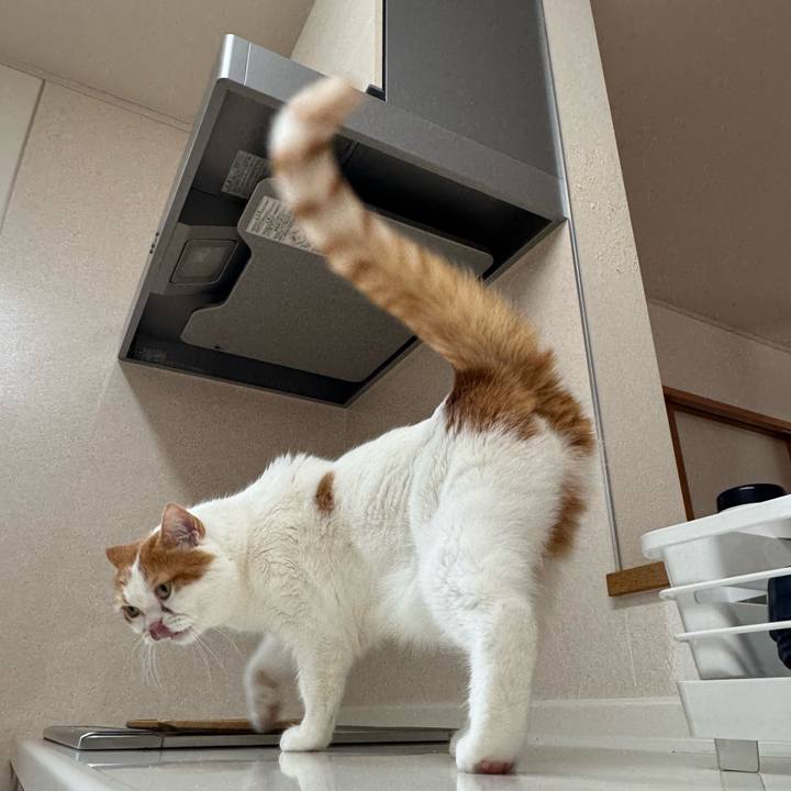 245b6ce9 744f 45f7 a440 2d53cfd7d5f8 1776740810604