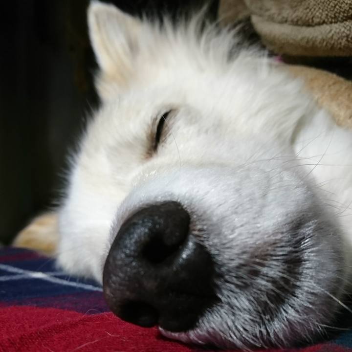 245c8d4e f2eb 4027 8d25 234b06e85858 1514667685945