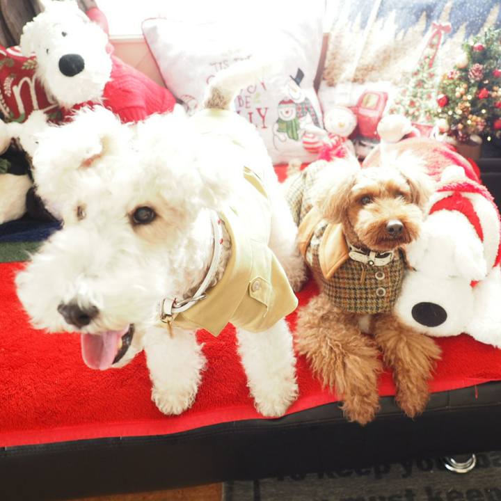 245e06d5 5612 45fe 8f9a 649b3be362cd 1513387842190