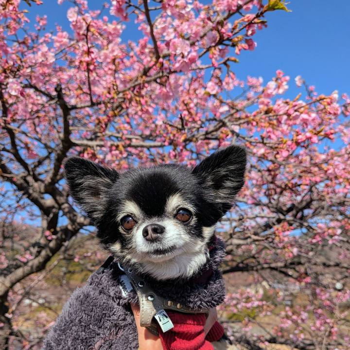 245e1eba 9bc9 41b6 ab78 caddb786afab 1769772895369