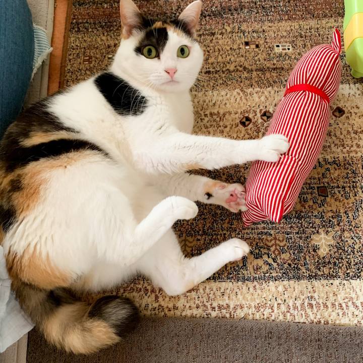 245eabea bf2c 41fc bdcb a202ad3e3e6d 1584063947649