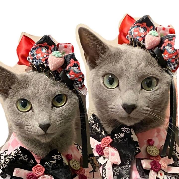 245ee44a 09fc 4450 ad6b 2a845241ec16 1715756617527